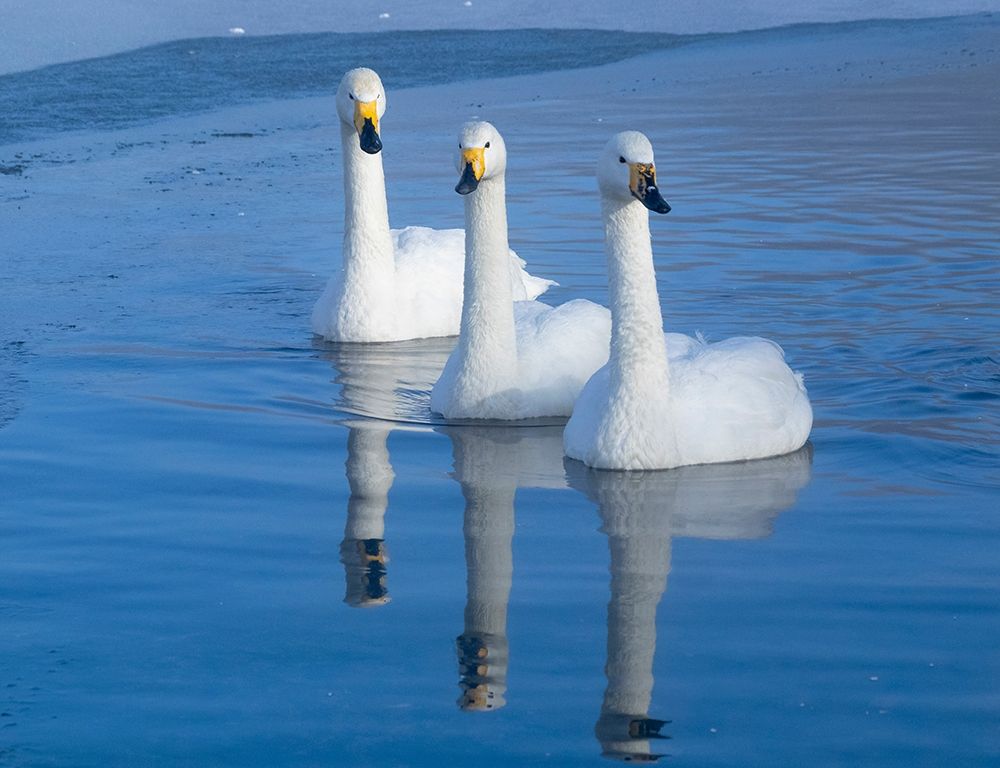 Japan-Hokkaido Three whooper swans swim in the warm thermal edge of the frozen lake art print by Ellen Goff for $57.95 CAD